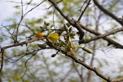 Eriolaena quinquelocularis